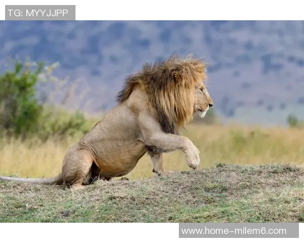 狮子精神在足球服中绽放展现勇气与团结的力量